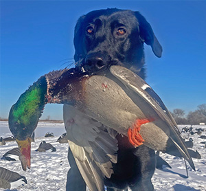 Colorado Hunting Guide