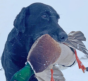 Colorado Hunting Guide